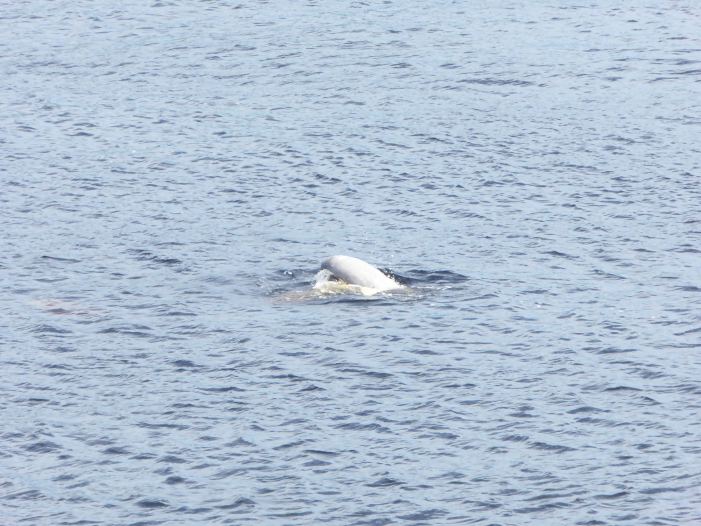 Tadoussac: De place-to-be om walvissen te spotten